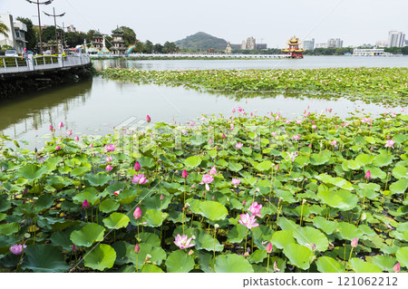 View of the lotus in bloom at the Lotus Pond(Lianchihtan) in Kaohsiung, Taiwan. it is an artificial lake and a popular tourist destination. 121062212