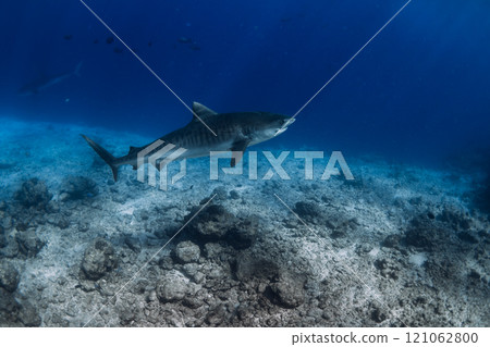 Tiger shark swims on deep in blue ocean. Dangerous tiger sharks. Tiger shark swims on deep in blue ocean. Dangerous tiger sharks. 121062800