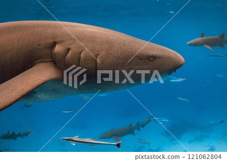Nurse shark head close up underwater in tropical sea on Maldives 121062804