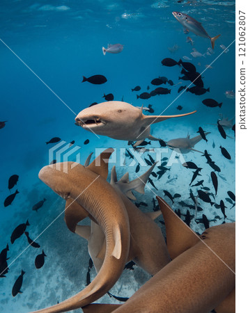 Nurse sharks swims underwater in blue sea at Maldives. 121062807