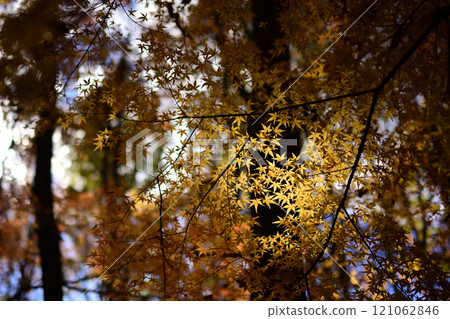 秋天的落葉 121062846