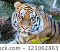 Animals (Tiger) 121062863