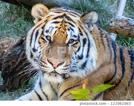 Animals (Tiger) 121062863