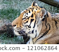 Animals (Tiger) 121062864
