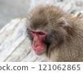 Animals (Monkeys) 121062865