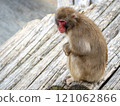 Animals (Monkeys) 121062866