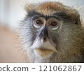 Animals (Monkeys) 121062867