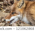 Animals (Fox) 121062868