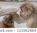 Animals (Monkeys) 121062869