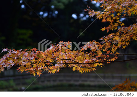 古河綠色公園的秋葉 古河綠色公園的秋葉 121063040