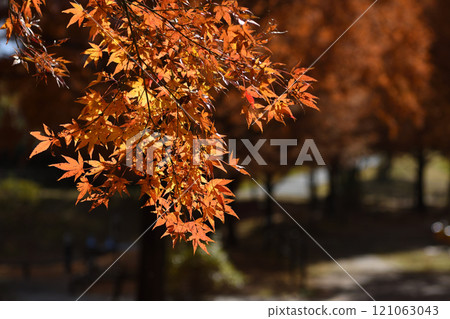 古河綠色公園的秋葉 121063043