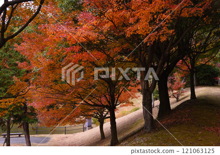 Autumn leaves at Koga Green Park 121063125