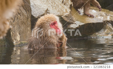 Snow Monkey (Jigokudani Monkey Park) Snow Monkey (Jigokudani Monkey Park) 121063218