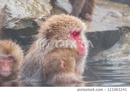 Snow Monkey (Jigokudani Monkey Park) 121063241