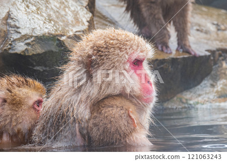 Snow Monkey (Jigokudani Monkey Park) 121063243