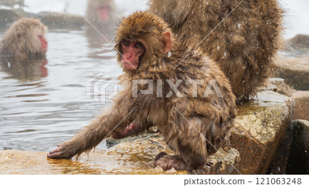 Snow Monkey (Jigokudani Monkey Park) Snow Monkey (Jigokudani Monkey Park) 121063248