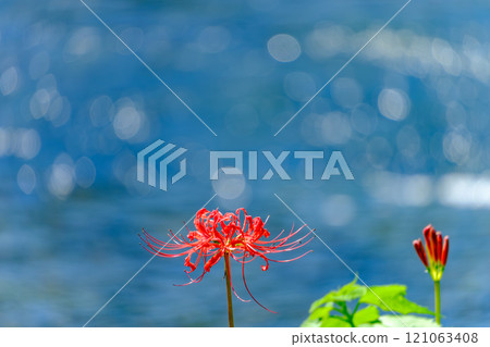 Scenery of red spider lilies shining on the waterside Scenery of red spider lilies shining on the waterside 121063408