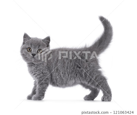British shorthair cat kitten on white background 121063424