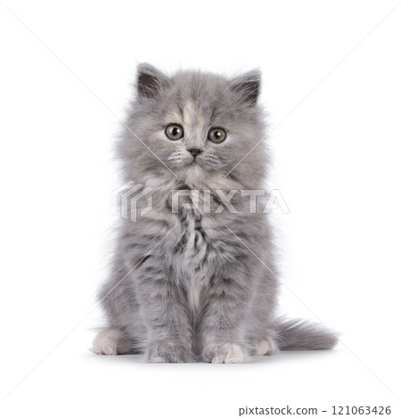 British lomghair cat kitten on white background 121063426