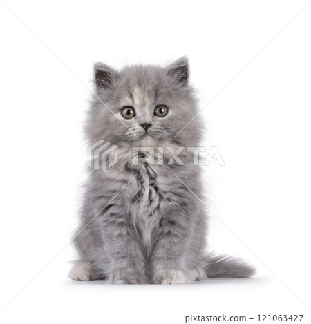British lomghair cat kitten on white background 121063427