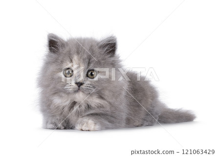British lomghair cat kitten on white background 121063429