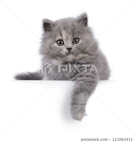 British lomghair cat kitten on white background 121063431