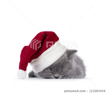 British shorthair cat kitten on white background 121063434