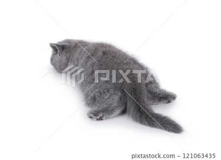 British shorthair cat kitten on white background 121063435