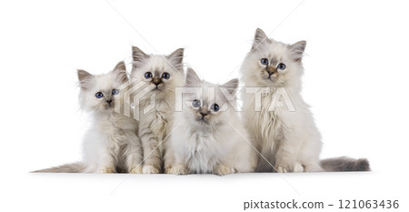 Sacred Birman cat kittens on white background 121063436