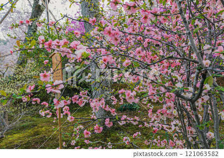 Blooming quince in a spring garden 121063582