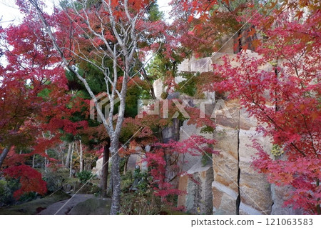 Maple trees at Keihanna Memorial Park 121063583