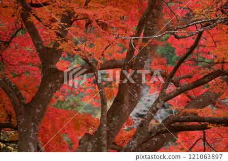 室生寺的楓葉 室生寺的楓葉 121063897