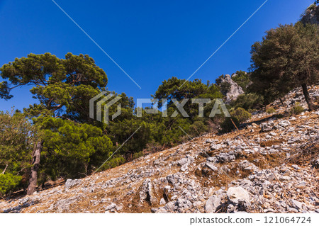 Coastal rocks with pine and olive trees on a sunny summer day Coastal rocks with pine and olive trees on a sunny summer day 121064724