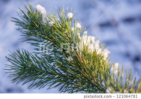 Green pine tree branch with long needles is covered with snow Green pine tree branch with long needles is covered with snow 121064781