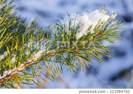 Snowy pine tree branch with long green needles Snowy pine tree branch with long green needles 121064782