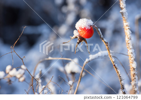 Red rose hips berry hangs on dry branch on a sunny winter day Red rose hips berry hangs on dry branch on a sunny winter day 121064799