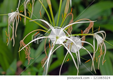 Close up of delicate white spider lily with intricate petals and lush green background Close up of delicate white spider lily with intricate petals and lush green background 121065024