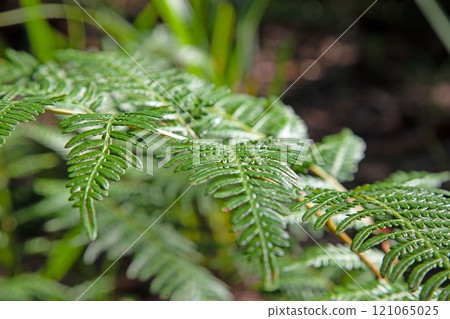 Dense vibrant green fern leaves in a natural outdoor setting 121065025