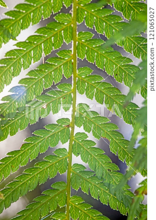 Dense vibrant green fern leaves in a natural outdoor setting 121065027