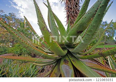 Close up of Aloe plant with spiky leaves in a sunny garden with lush vegetation in the background 121065031