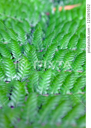 Dense vibrant green fern leaves in a natural outdoor setting Dense vibrant green fern leaves in a natural outdoor setting 121065032