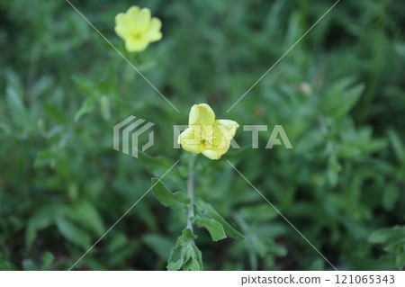 共月見草 121065343