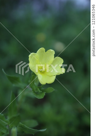 Koumatoyoigusa Koumatoyoigusa 121065346