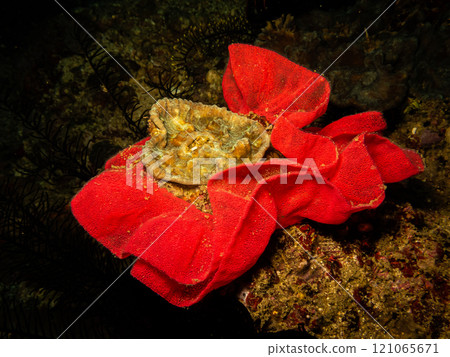 Nudibranch eggs in a rose shape at a Puerto Galera reef in the Philippines Nudibranch eggs in a rose shape at a Puerto Galera reef in the Philippines 121065671
