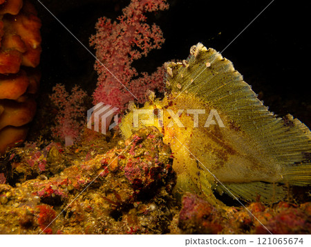 Awesome Leaf scorpionfish found at a Puert Galera wreck dive in the Philippines 121065674
