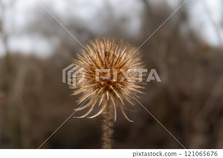 A close-up picture of a dry Yellowflower teasel or Dipsacus strigosus. Blurry background A close-up picture of a dry Yellowflower teasel or Dipsacus strigosus. Blurry background 121065676