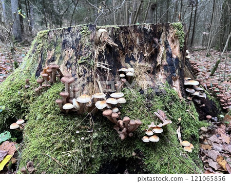 Beautiful forest stump with vegetation and mushrooms. Forest background, northern nature. 121065856