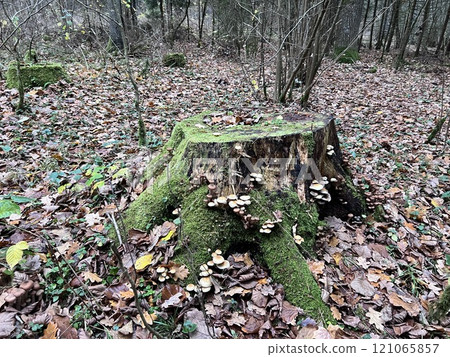 Old stump overgrown with moss Old stump overgrown with moss 121065857