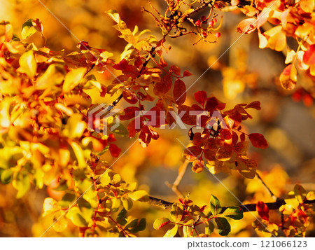 Golden leaves of trees in autumn against a bright blue sky on a sunny day in autumn at sunset waving on breeze. Closeup details. Beautiful autumn background. Pula, Croatia - December 1, 2024 121066123