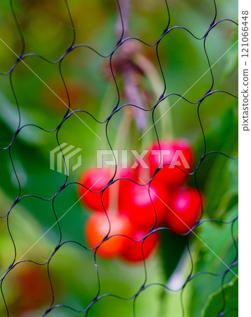Blurred ripe cherries on the cherry tree with protective netting to keep birds from eating the fruit Blurred ripe cherries on the cherry tree with protective netting to keep birds from eating the fruit 121066448